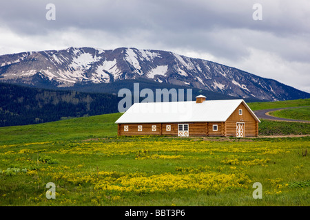 Registro di stalla di cavalli in un pascolo pieno di fiori selvatici giallo Crested Butte Colorado USA Foto Stock