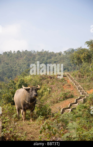 Bufalo d'acqua a fianco di un sentiero a Catcat Villaggio Culturale vicino a SAPA, Vietnam Foto Stock