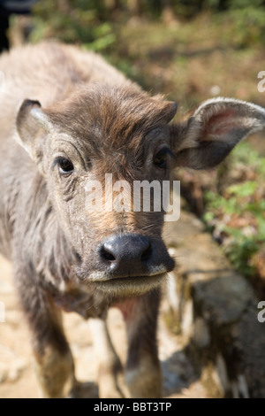 Bufali di vitello Catcat al Villaggio Culturale vicino a Sapa Vietnam Foto Stock