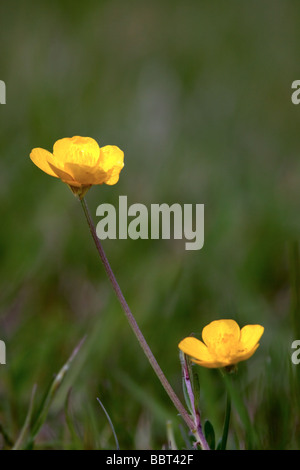 Creeping Renoncules (ranunculus repens) in un campo di Godstone Surrey Foto Stock