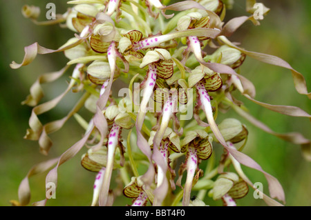 Lizard Orchidea, Himantoglossum ircinum, Orchidea Foto Stock