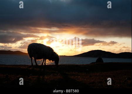 Pecora che pascola silhouette contro un tramonto sul suono di Taransay , Isle of Harris, Ebridi Esterne, Scozia Foto Stock