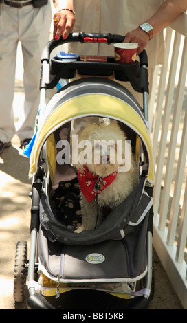 Cane nella PRAM annuale Festival del cane St Lawrence Area di mercato Toronto Ontario Canada Foto Stock