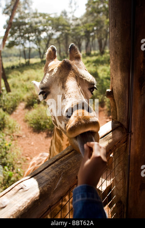 Close-up di Alimentazione bambino giraffa - Giraffe Centre - Nairobi, Kenya Foto Stock