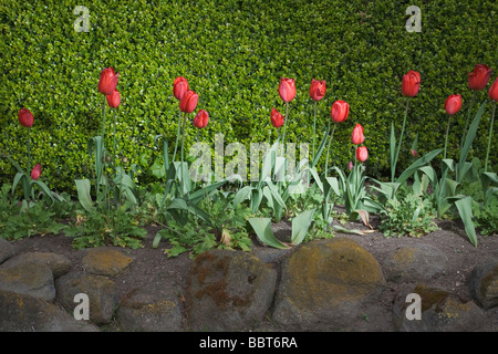 Regina Wilhelmina Tulip Garden, Golden Gate Park di San Francisco, California, Stati Uniti d'America Foto Stock