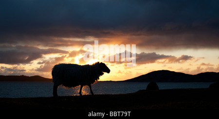 Silhouette di pecora contro un tramonto sul suono di Taransay , Isle of Harris, Ebridi Esterne, Scozia Foto Stock