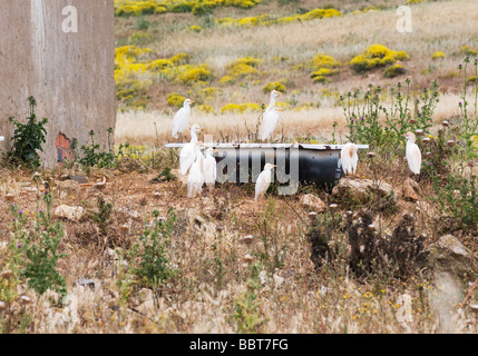 Un certo numero di capi di bestiame garzette riuniranno vicino un abbandonato vasca a sinistra vicino ad un vuoto di proprietà dell'agriturismo in Algarve, PORTOGALLO Foto Stock