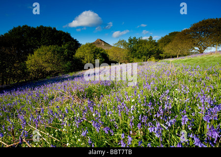 Bluebells in Newton boschi sotto Roseberry Topping vicino grande Ayton North Yorkshire Foto Stock