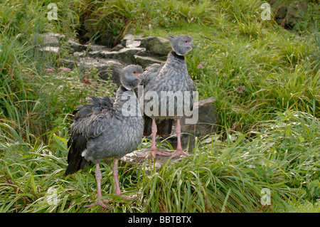 Crested Screamer Chauna torquata Foto Stock