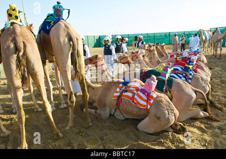 Dubai cammelli con robot fantini di attesa per la gara Foto Stock