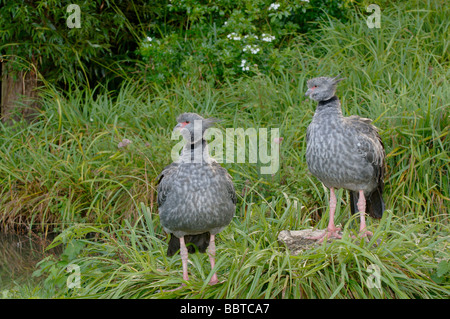 Crested Screamer Chauna torquata Foto Stock