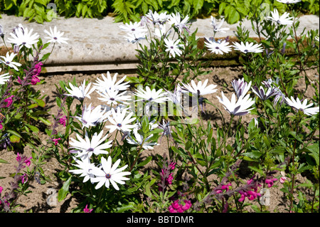 Osteospermum "Giant" Foto Stock