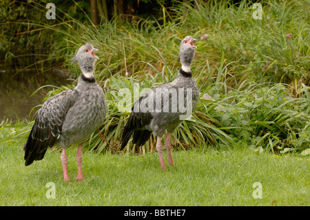 Crested Screamer Chauna torquata Foto Stock