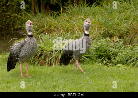 Crested Screamer Chauna torquata Foto Stock