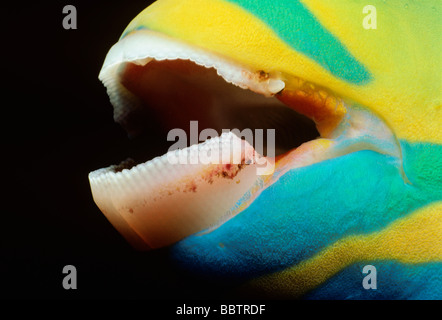 La bocca della regina pesci pappagallo Scarus vetula Bahamas Mar dei Caraibi Foto Stock