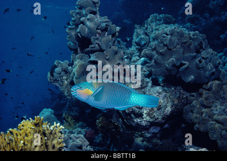 Pesci pappagallo Bullethead crociere Coral reef Jackson Reef egitto mare rosso Foto Stock