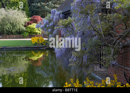 FLORIBUNDA GLICINE IN FIORE OLTRE LOGGIA Foto Stock