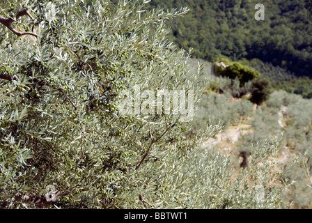 Gli alberi di ulivo e oliveto sulle colline umbre intorno a Trevi Foto Stock