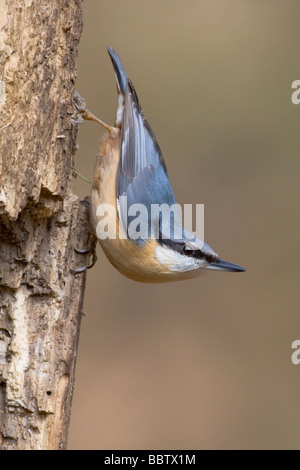 Eurasian picchio muratore (Sitta europaea) Foto Stock