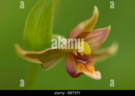 Flusso di fiori di orchidea (Bergonii gigantea) Foto Stock