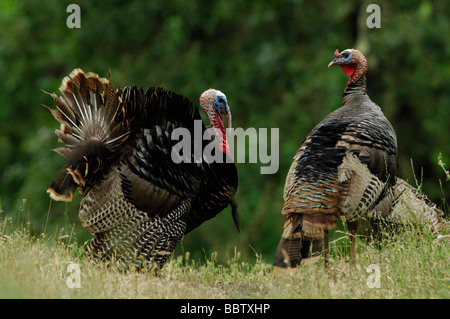 Il tacchino selvatico (Meleagris galopavo) Foto Stock