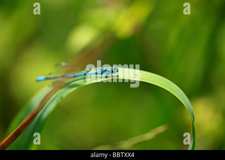 Blu brillante Damselfly - Enallagma cyathigerum Foto Stock