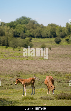 Pony e puledro in New Forest Hampshire Foto Stock