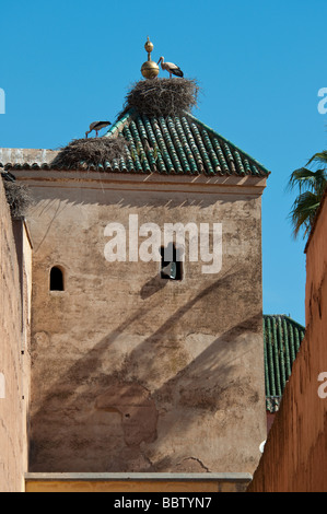 Una coppia di cicogne bianche del nesting sulla parte superiore di un edificio a Marrakech a nutrire i loro piccoli Foto Stock