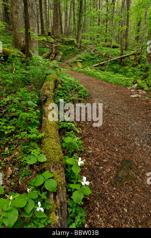 Sentiero attraverso la foresta di Primavera nel Parco Nazionale di Great Smoky Mountains Tennessee Foto Stock