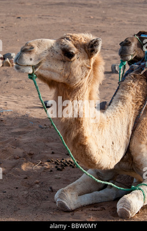 Passeggiate a dorso di cammello nel deserto del Marocco meridionale vicino a monti Atlas Foto Stock