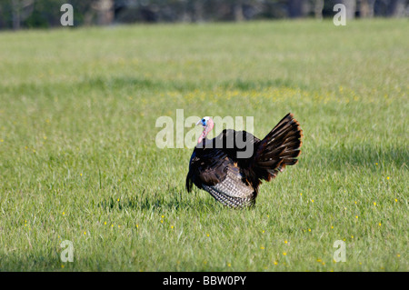 Il tacchino selvatico Tom Strutting in Cades Cove nel Parco Nazionale di Great Smoky Mountains Tennessee Foto Stock