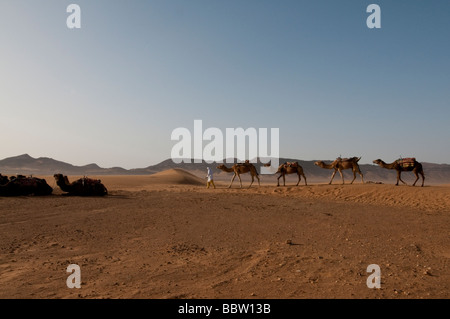 Passeggiate a dorso di cammello nel deserto del Marocco meridionale vicino a monti Atlas Foto Stock