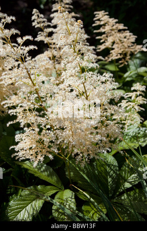 Aruncus sylvester goatsbeard rosacee bianco con Brillante lucide foglie verdi, dioicus Foto Stock