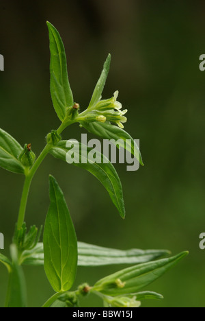 Gromwell - Lithospermum officinale Foto Stock