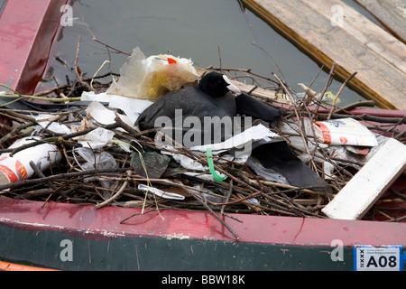 Coot nesting in rifiuti su una barca in disuso in un canale di Amsterdam Foto Stock