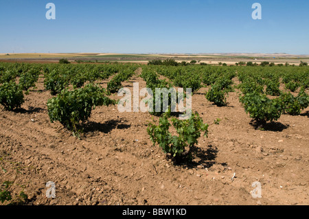 Liberalia azienda vitivinicola nella regione di Toro in Spagna Foto Stock