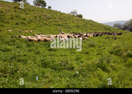 Pastore con il suo gregge di capre e pecore a Efeso in Turchia Foto Stock