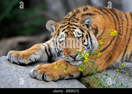 Giovani o di Amur tigre siberiana (Panthera tigris altaica), lo sniffing a pianta Foto Stock