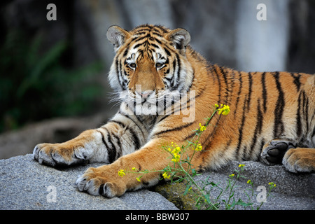 Giovani o di Amur tigre siberiana (Panthera tigris altaica) Foto Stock