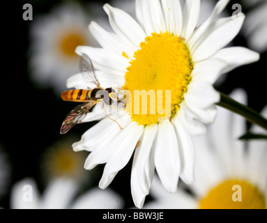 Bee pollinici su oxeye daisy Foto Stock