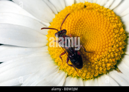 Bee pollinici su oxeye daisy Foto Stock