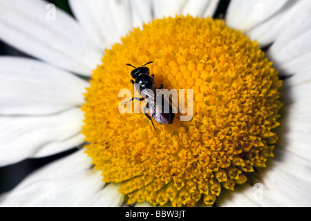 Bee pollinici su oxeye daisy Foto Stock