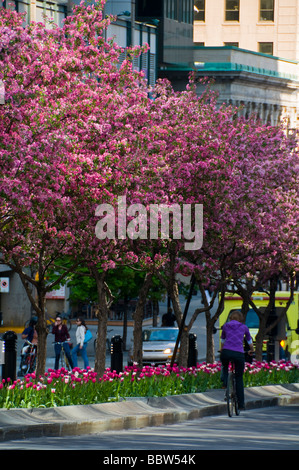 MCGill avenue in primavera nel centro cittadino di Montreal in Canada Foto Stock