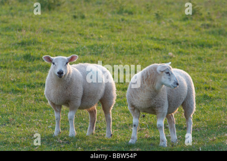 Pecore esegui nel campo,per cercare cibo,bestiame,l'agricoltura Foto Stock