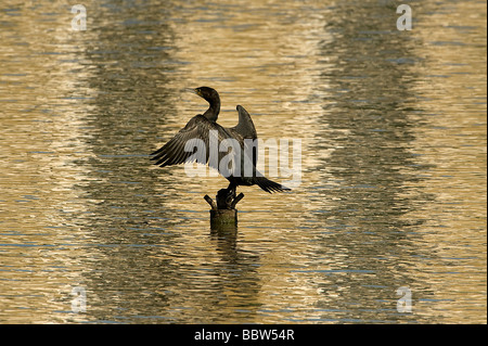 Cormorano Phalacrocorax carbo ali di asciugatura sulla base di fontana nella Casa delle Palme Pond Kew Gardens Foto Stock