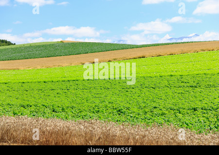 Piante verdi e coltivazioni di grano che cresce in un campo Foto Stock