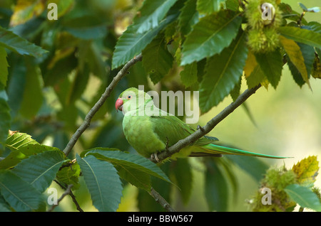 Collo ad anello parrocchetto Psittacula krameri appollaiate in fruttificazione dolce castagno castanea sativa Foto Stock