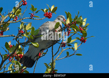 Colombaccio alimentazione su holly berry Ilex X altacleremis Foto Stock