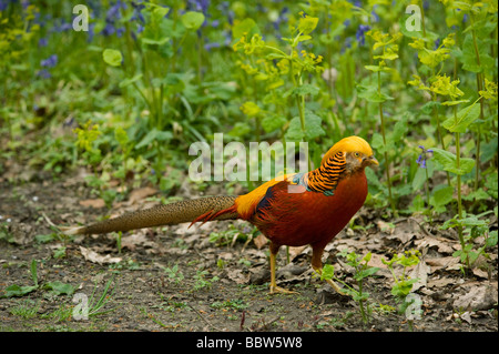 Maschio di Fagiano dorato Chrysolophus pictus con bluebells Hyacinthoides non scripta perfoliate alexanders Smyrnium perfoliatum in Foto Stock