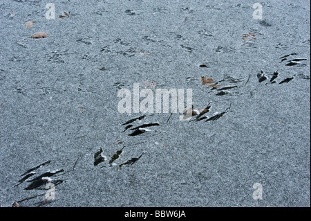 Cigno Cygnus olor le vie da uccelli camminato su coperte di neve e di ghiaccio lo scorrimento Kew Gardens Foto Stock